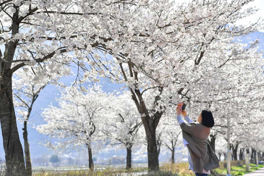 정선 벚꽃축제1.jpg