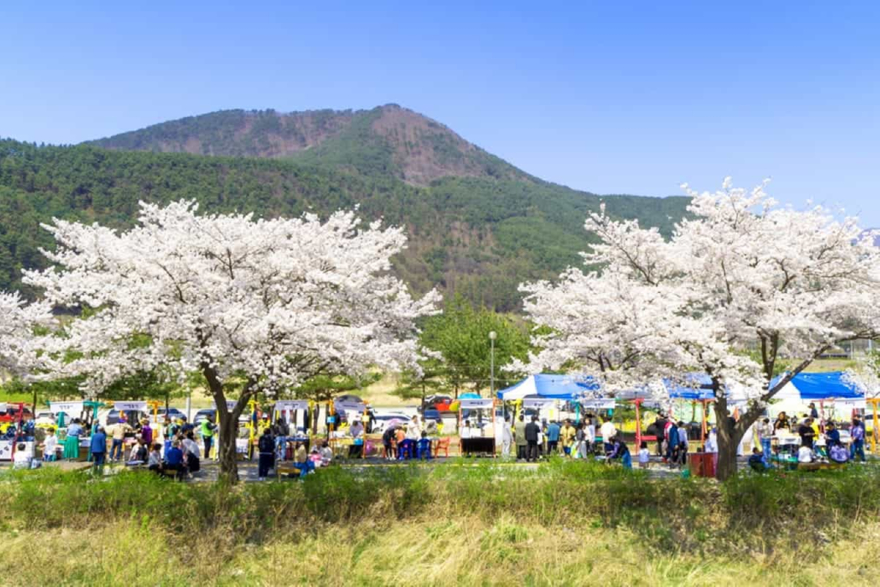 정선벚꽃축제.jpg