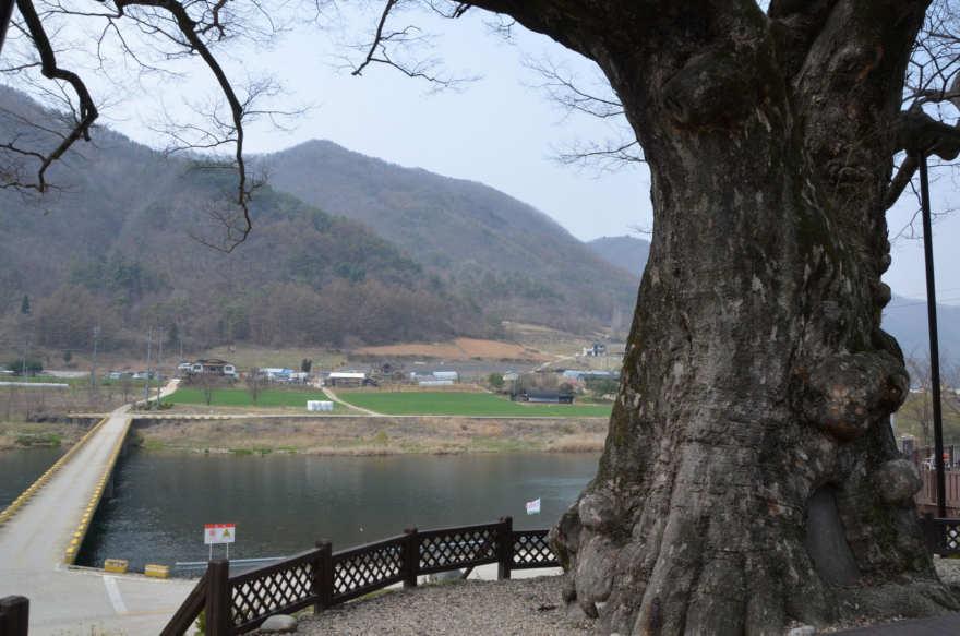 4. DSC_6019 동강 제1경 가수리 느티나무와 마을 풍경 60%.JPG