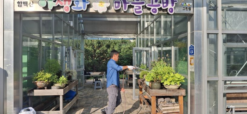 260817(월)사진자료(정선 고한읍, 야생화 보급으로 주민과 함께 만드는 ‘정원마을’ 조성 본격화) (1) (1).jpg