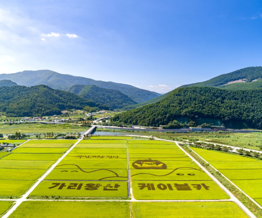 js20240901(북평 남평리 가리왕산케이블카 유색벼)-1(DJI_0125-Pano-2).jpg