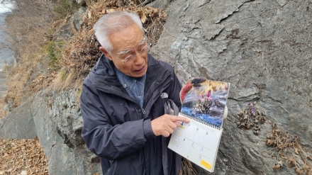 “동강할미꽃 서식지 80% 줄어…‘캐가고 훼손하면 결국 사라집니다’”