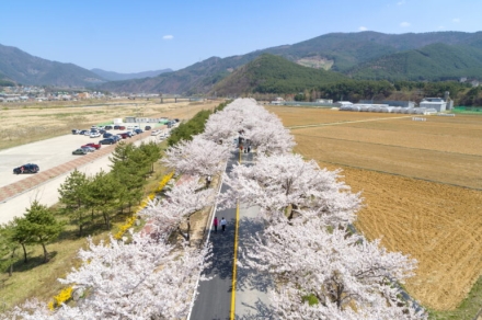 단 하루, 2km 벚꽃길축제…북평에 ‘봄’이 열린다