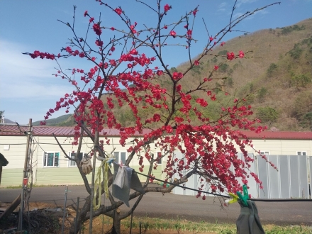 능청다대 도수매(倒垂梅), 꺼꾸로 피는 정선의 매화를 아시나요?