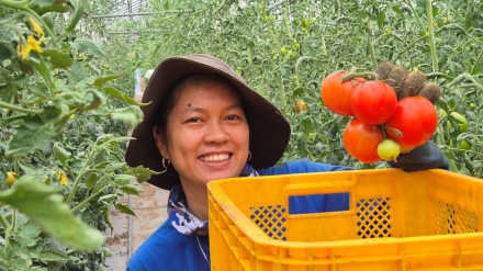 토마토 상자마다 가족의 꿈을…크리스티나의 뜨거운 정선 여름