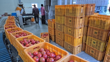 화암토마토 매출 15% 감소…재배농가 시름
