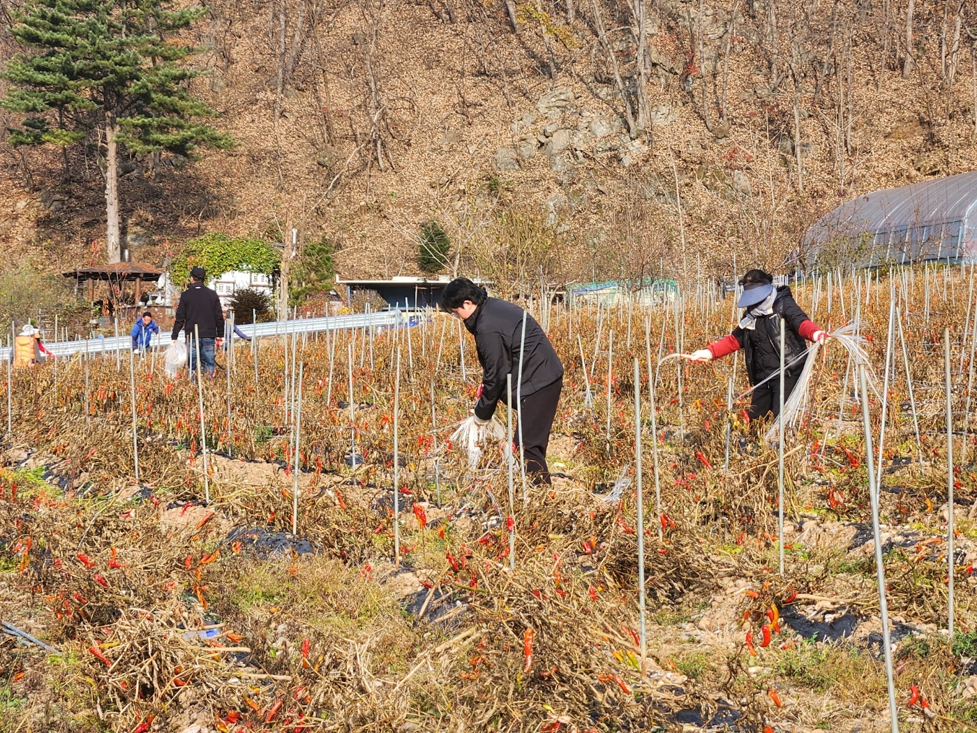 정선군시설관리공단, 농촌봉사활동 실시