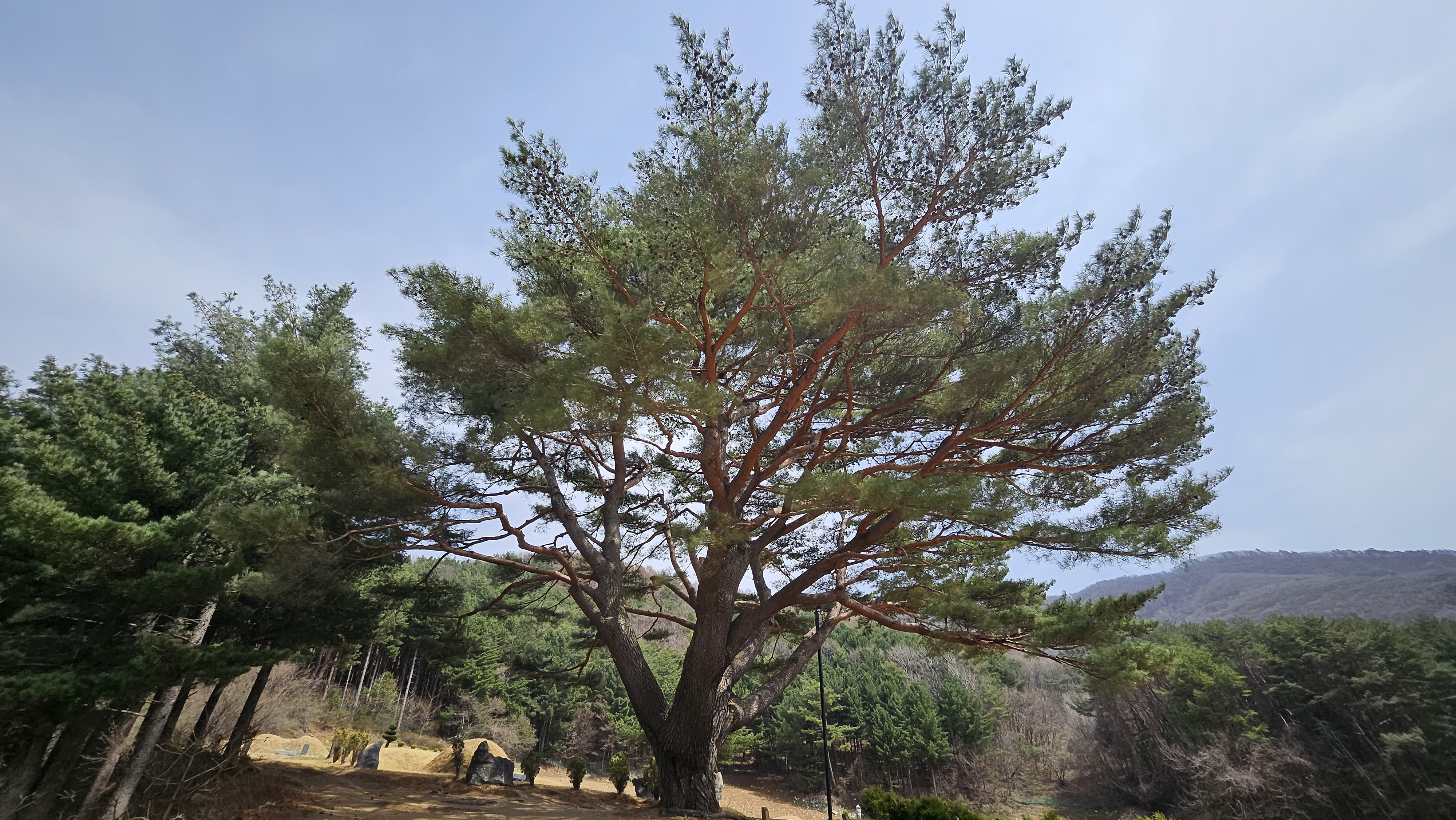 남면 문곡리 300년 소나무, 산림청 ‘2025 올해의 나무’로 선정