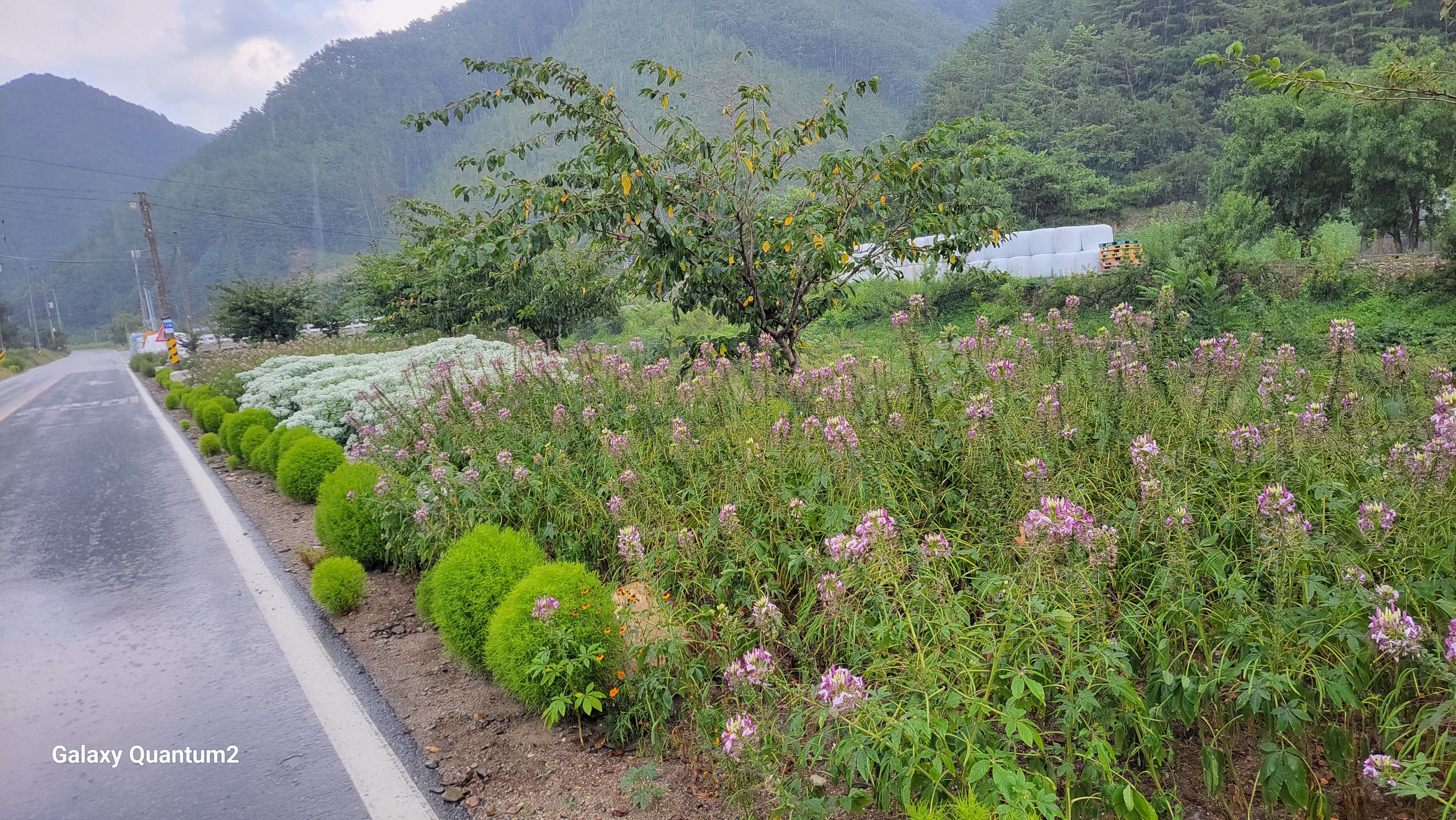 남면 무릉2리, “꽃길 가꾸는 마을”
