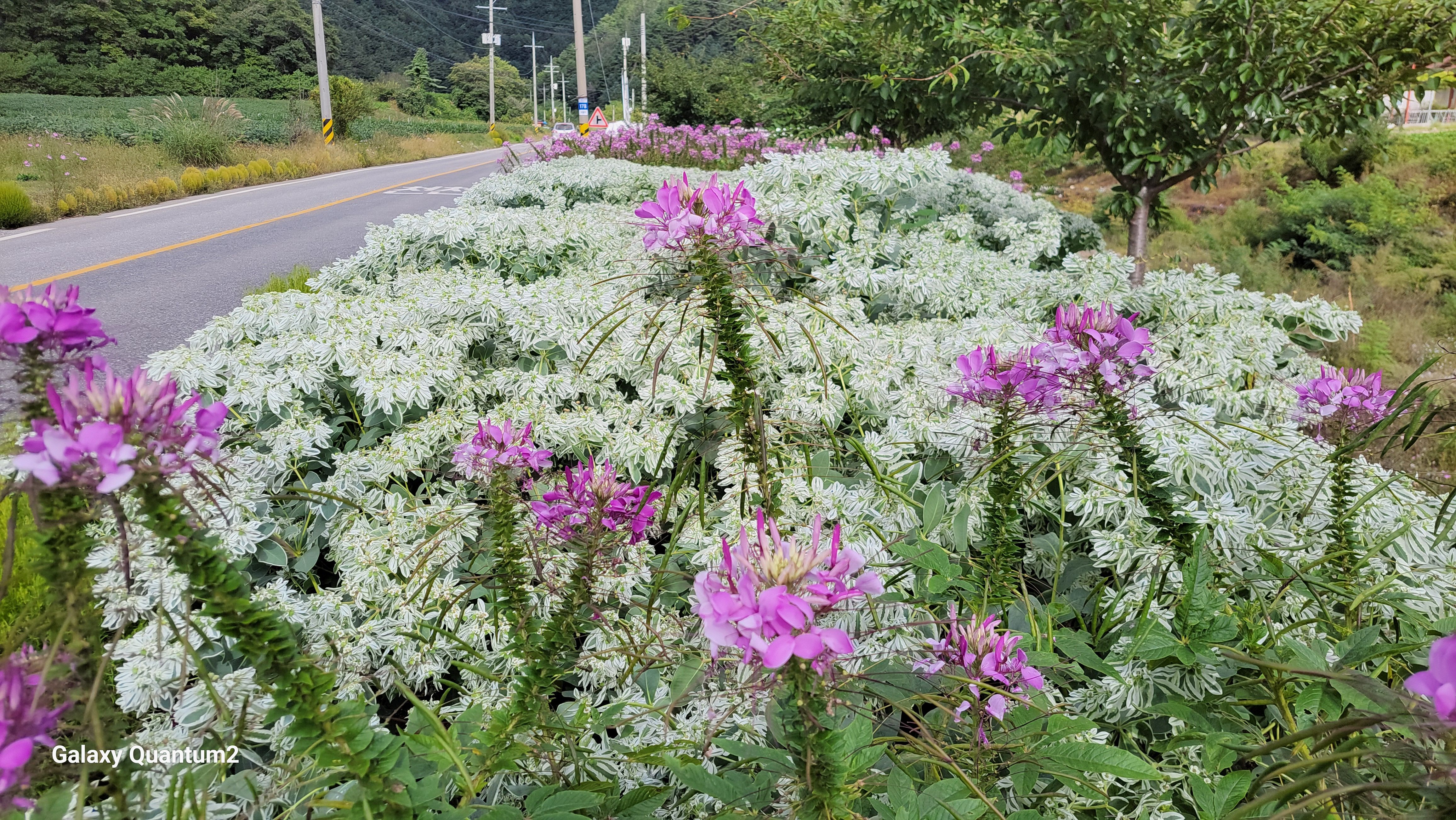 남면 무릉2리, “꽃길 가꾸는 마을”