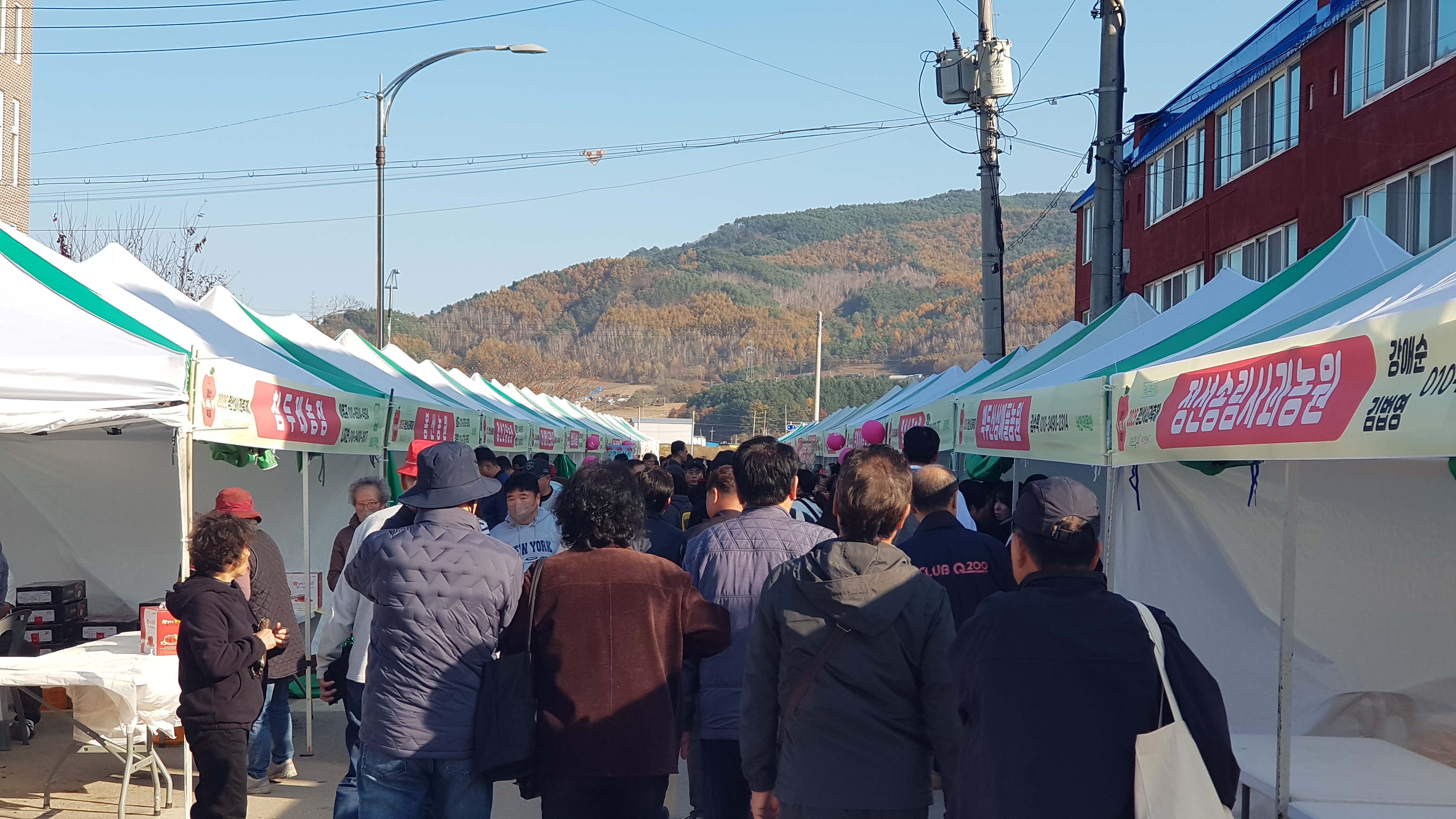 정선사과축제 현장에서 본 우리 사과의 길